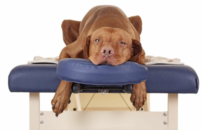 Formation de massage: comment bien choisir sa table de massage?